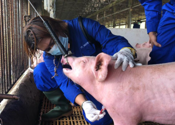 Papua Provincial Government Declares ASF Outbreak Emergency. Source Antara.