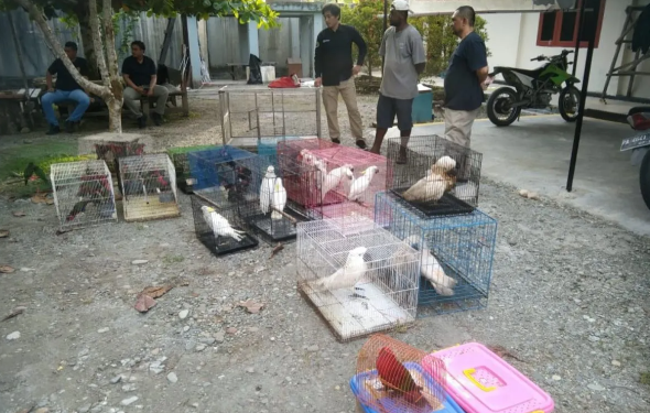 Authorities Uncover Illegal Trade of Protected Wildlife in Papua