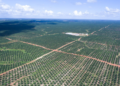 Papua Governor Halts New Palm Oil Plantation Permits to Protect Environment